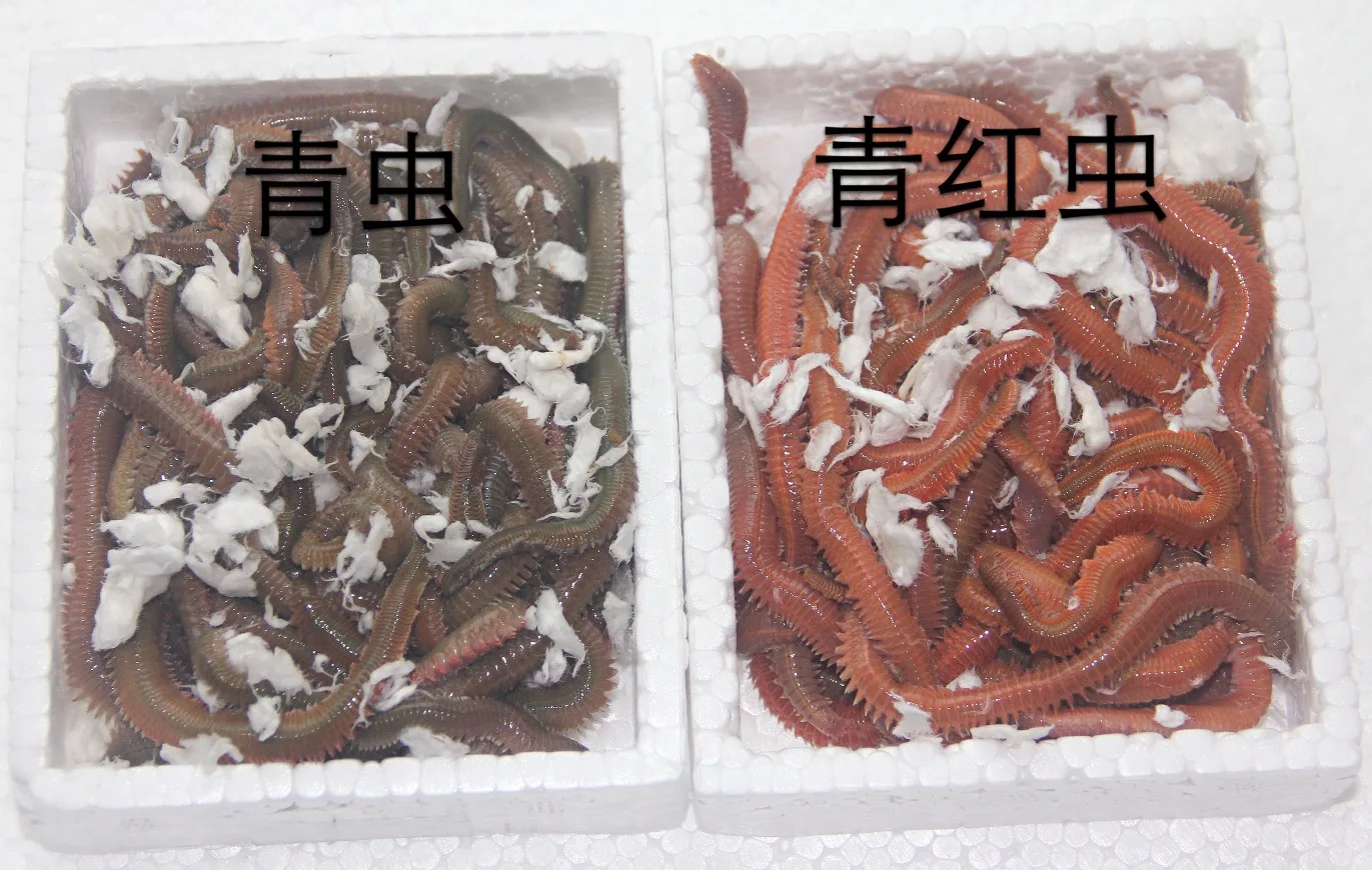 

Live Bait Nereis hai wu gong Sea Anchovy Sea Leech Red Budworm Sea Fishing Bait Earthworm