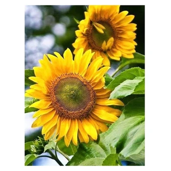 

DIY 5D Diamond Painting Kit for Adults Diamond Art Kit,Paint with Diamonds Embroidery Painting Cross Stitch-2 Sunflowers