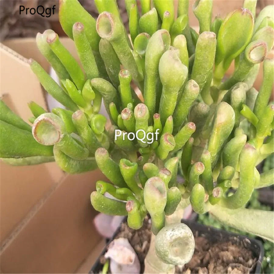 Ngryise 1 шт. набор Crassula oblique gollm