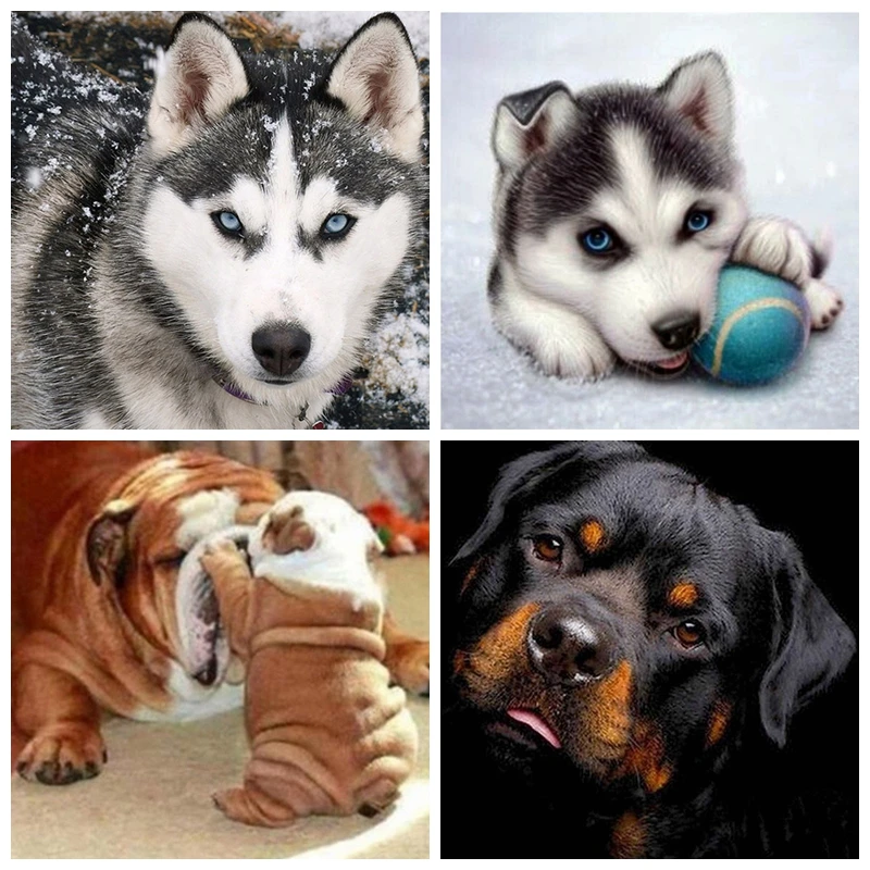 5D Diamond Painting Animal Cross Stitch DIY mosaic Embroidery Dog pattern Resin diamond art home decoration painting | Дом и сад