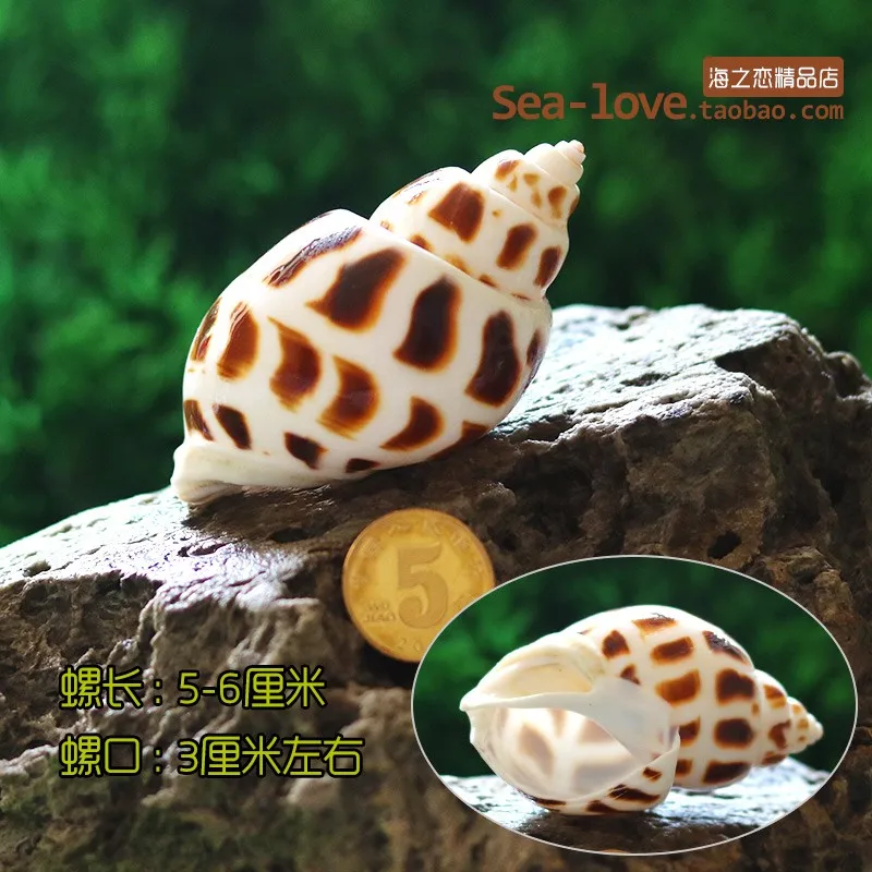 Spiral Shell Fish Tank Shellfish Hermit Crabs Tank Decoration Natural Shell Conch Decoration Crafts Micro-landscape Specimens - Цвет: Коричневый