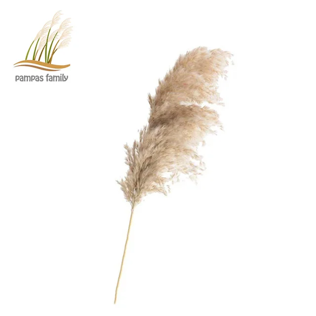 Hierba de PAMPAS Flores secas de 20 a 22 pulgadas para decoración del hogar, ramo Natural de flores secas, florero para decoraciones navideñas - Imagen 6