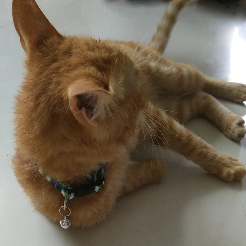 Pet Collar necklace Bell Charm Cat supplies Custom Safety Cat Collar bell Personalized Cute Kitten Puppy Collars with Bell Pet Collar necklace Bell Charm Cat supplies Custom Safety Cat Collar bell Personalized Cute Kitten Puppy Collars with Bell