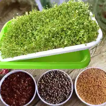 

Plastic Seed Sprouter Tray Two-Tiered Kitchen Bean Sprout Grower for Wheatgrass Sprouter Germination Trays (Ran Color) (5PCS)