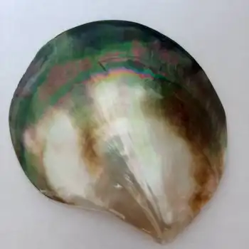 

90-100mm Colorful Sea Shells Mediterranean Shells Natural Beach Home Decor Shells for Jewelry Making Ocean Wedding Decorations