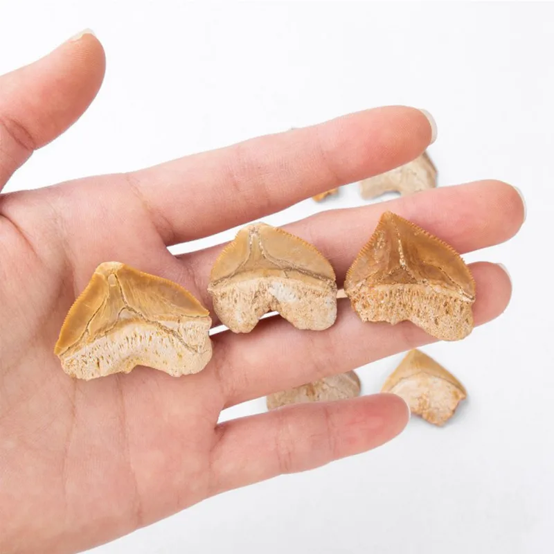 Спираль зуб акулы FossilNatural морская биология научный учебный образец DIY Материал