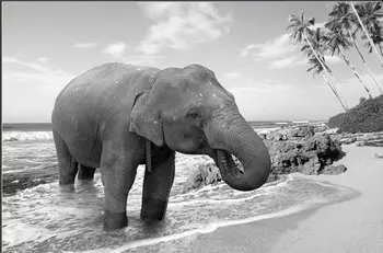 

Elephant animal oil paint wall decoration paintings by number Black and white photo acrylic paint paints by numbers art supplies