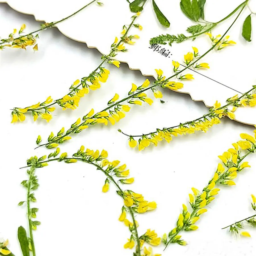 100 шт прессованный высушенный 7-9 см мелилотус Officinalis цветок растение гербарий для ювелирных изделий чехол для телефона Фоторамка "сделай сам" Изготовление DIY