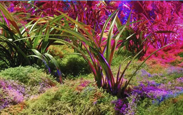 植物灯效果5