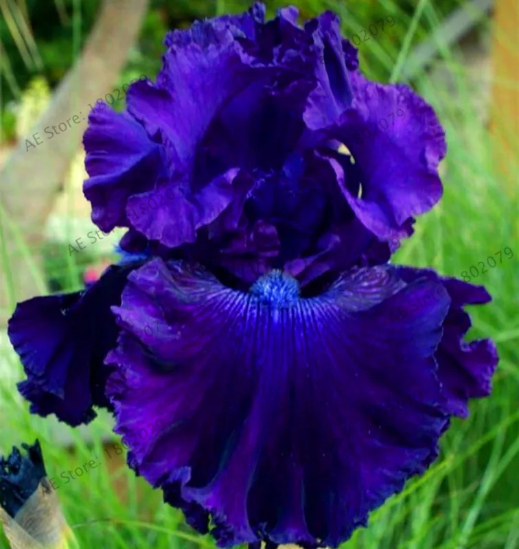 Горячая Распродажа!, горячая Распродажа, 100 РОЗОВЫЙ ИРИС бонсай, популярный многолетний Садовый цветок, великолепные срезанные цветы,# V5A3BO - Цвет: 15