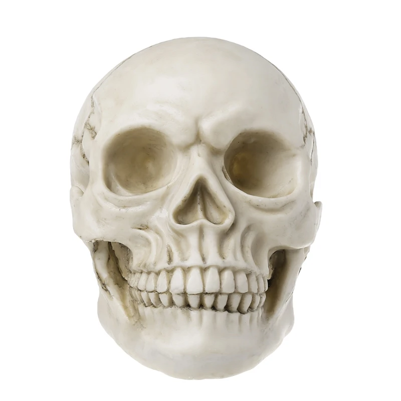 Смола Искусство человеческий череп Реплика обучающая модель медицинский реалистичный 1:1 взрослых Размер Y98A