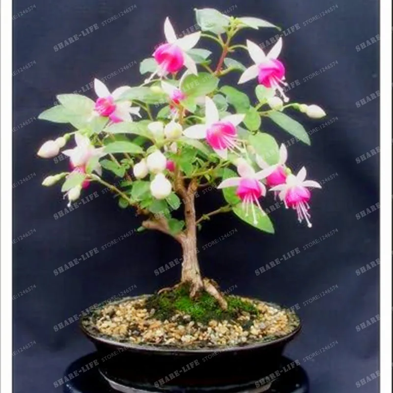 100 шт фиолетовые двойные лепестки фуксия Clerodendrum Thomsonae Balf бонсай цветок в горшке бонсай растения в горшках Висячие Цветы фуксии
