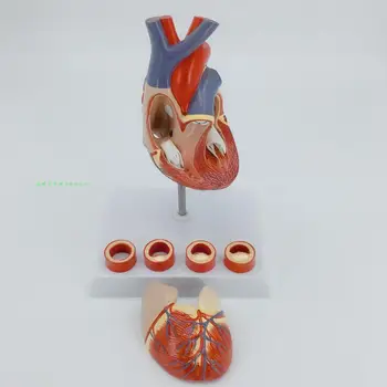 

Authentic human heart anatomical model with digital number mark 2X heart model with thrombus teaching equipment