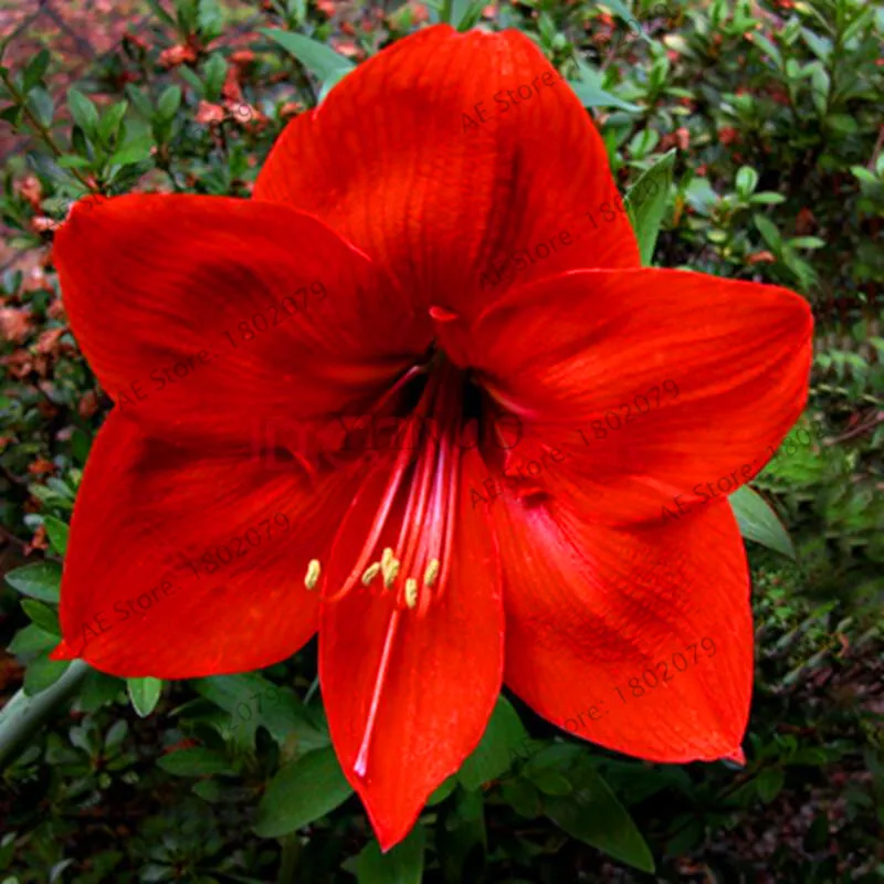 Красивая расцветка amaryllis цветок карликовые деревья, 100 шт./пакет, Hippeastrum rutilum, Высокая скорость прорастания - Цвет: 15