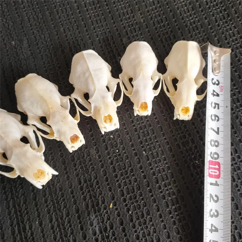 

5pcs Real mink skulls, fine animal specimens, skull gifts skulls