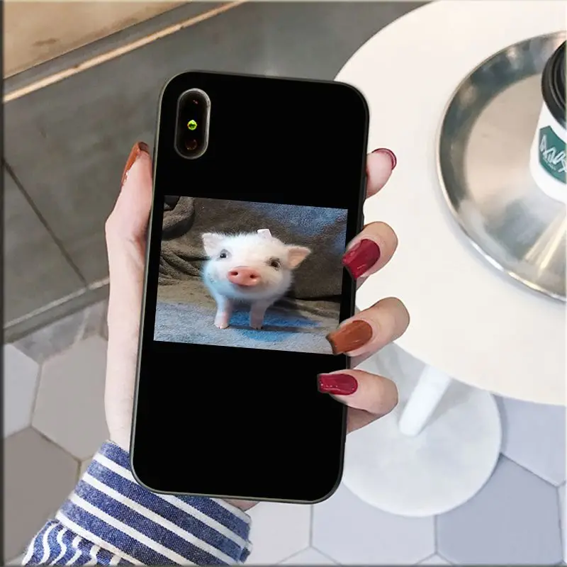 Cute Little Pink Pet Pig