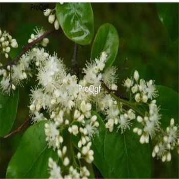 

Ngryise 300Pcs A Set Symplocos paniculata