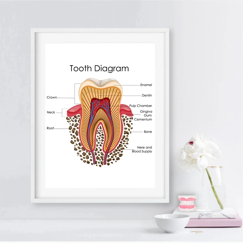 Human Teeth Diagram Prints Dental Clinic Medical Education Chart Biology  Posters Wall Art Canvas Painting Doctor Office Decor - AliExpress