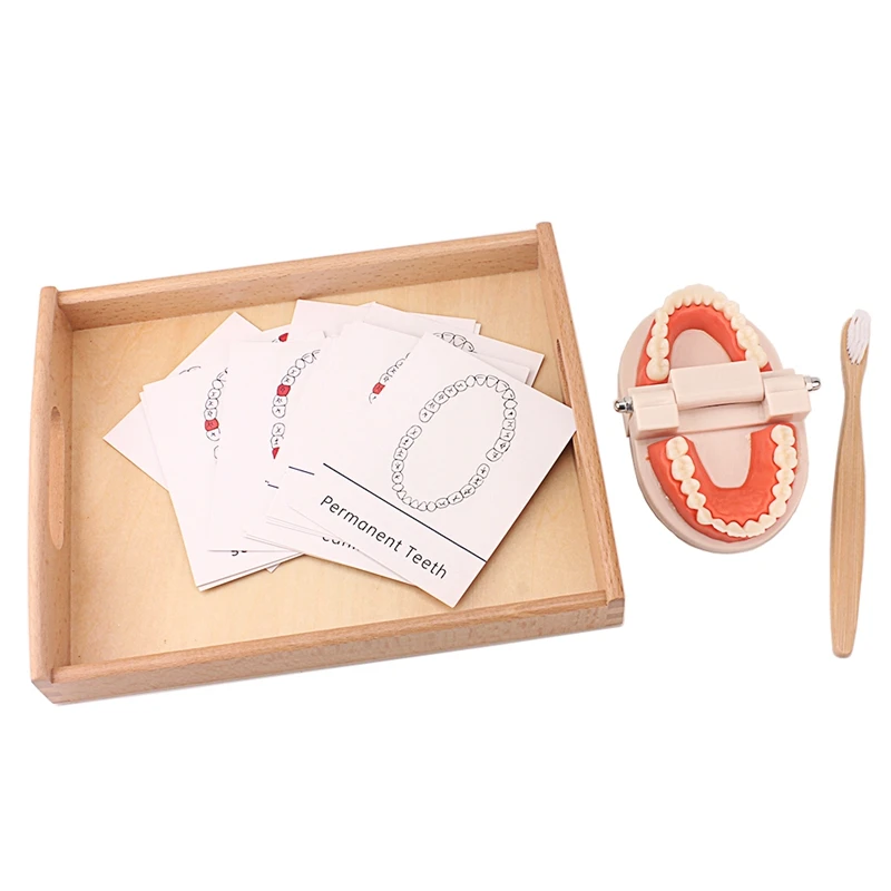 Pomoce dydaktyczne Montessori ząb zabawka symulowane zęby szczotkowanie zabawka z kartami praktyka życie umiejętności zabawki szczotka do zębów z drewnianą tacą