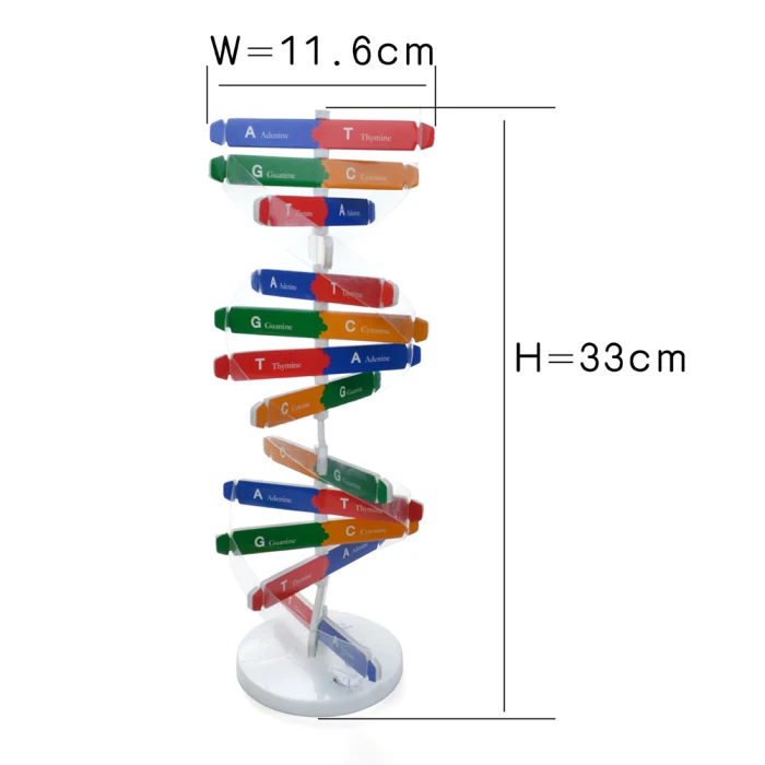 DIY DNA модель научный биологический эксперимент для детей DIY сборка обучающая игрушка NSV775