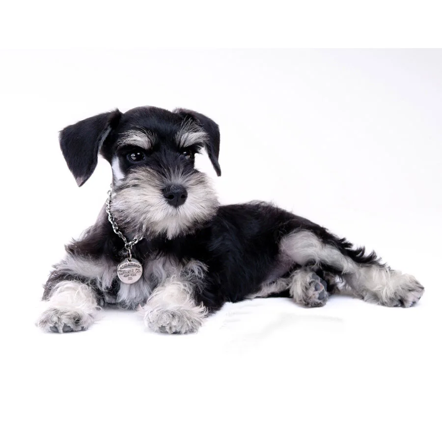 Diamond mosaic dog,hobby craft,diy,diamond embroidery,diamond painting Schnauzer cross stitch full square home deocr