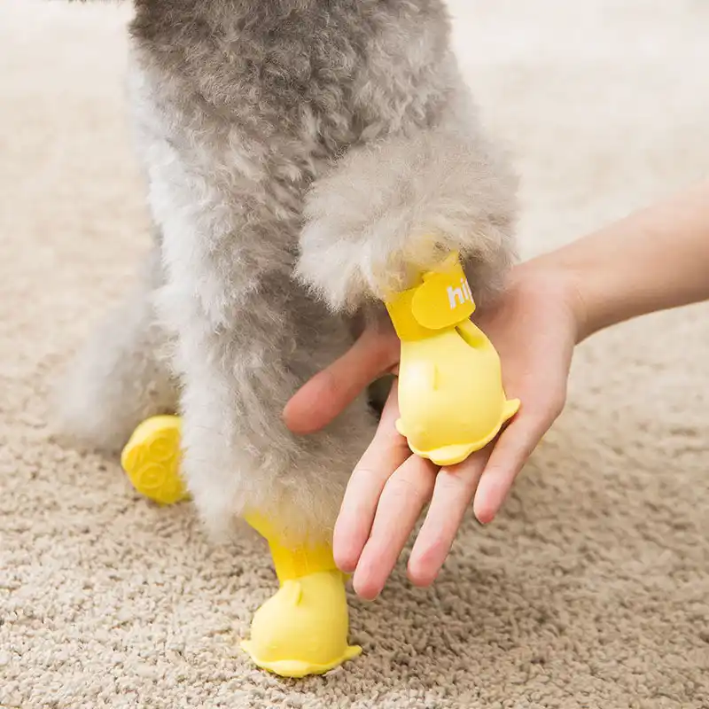 little dog shoes