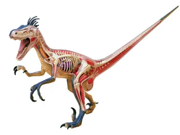 

Animal Biology Dinosaur organ anatomical model medical teaching model Big Velociraptor 4d master puzzle Assembling toy