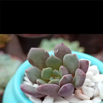

Ngryise 5Pcs A Set Echeveria Chrissy N ryan