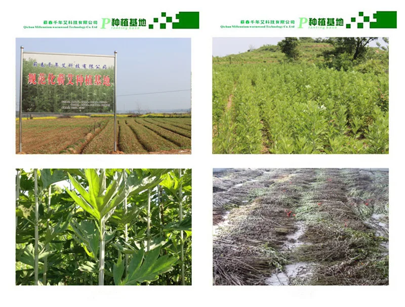 6070487628_452941680_