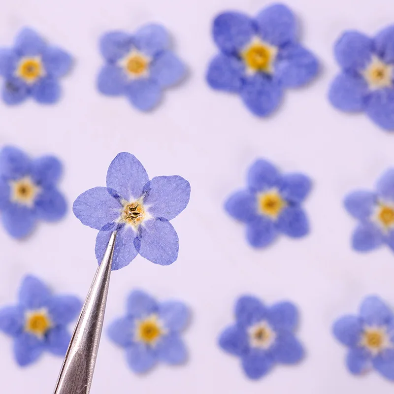 

100 шт. прессованный высушенный Незабудка Forgetmenot для эпоксидной смолы кулон ожерелье ювелирных изделий ремесла Сделай Сам аксессуары