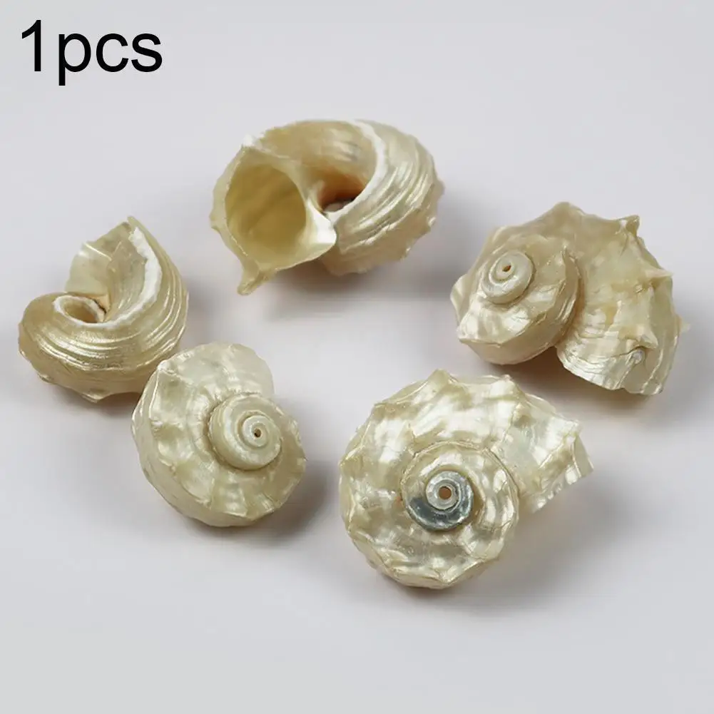 Natural Shell Ornaments Mediterranean Seashells Decorative Large Sea Specimen Thorn