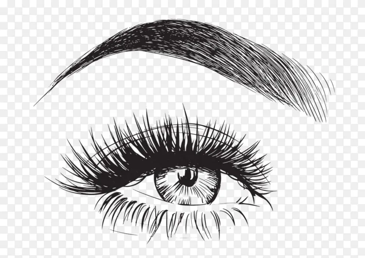 眉毛睫毛png图片素材免费下载 图片编号 Png素材网
