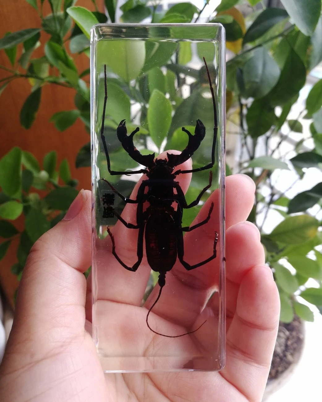 Resin Insect Specimen Handicraft Centipede Spider Beetle Scorpion Biological Sample  Boy Gift miniature brass figurines Figurines & Miniatures