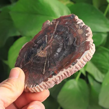 

Natural Wood Jade Raw Stone Slice 8-15cm Specimen Stone Tree Jade Tea Cup Mat Home Retro Decorative Ornaments