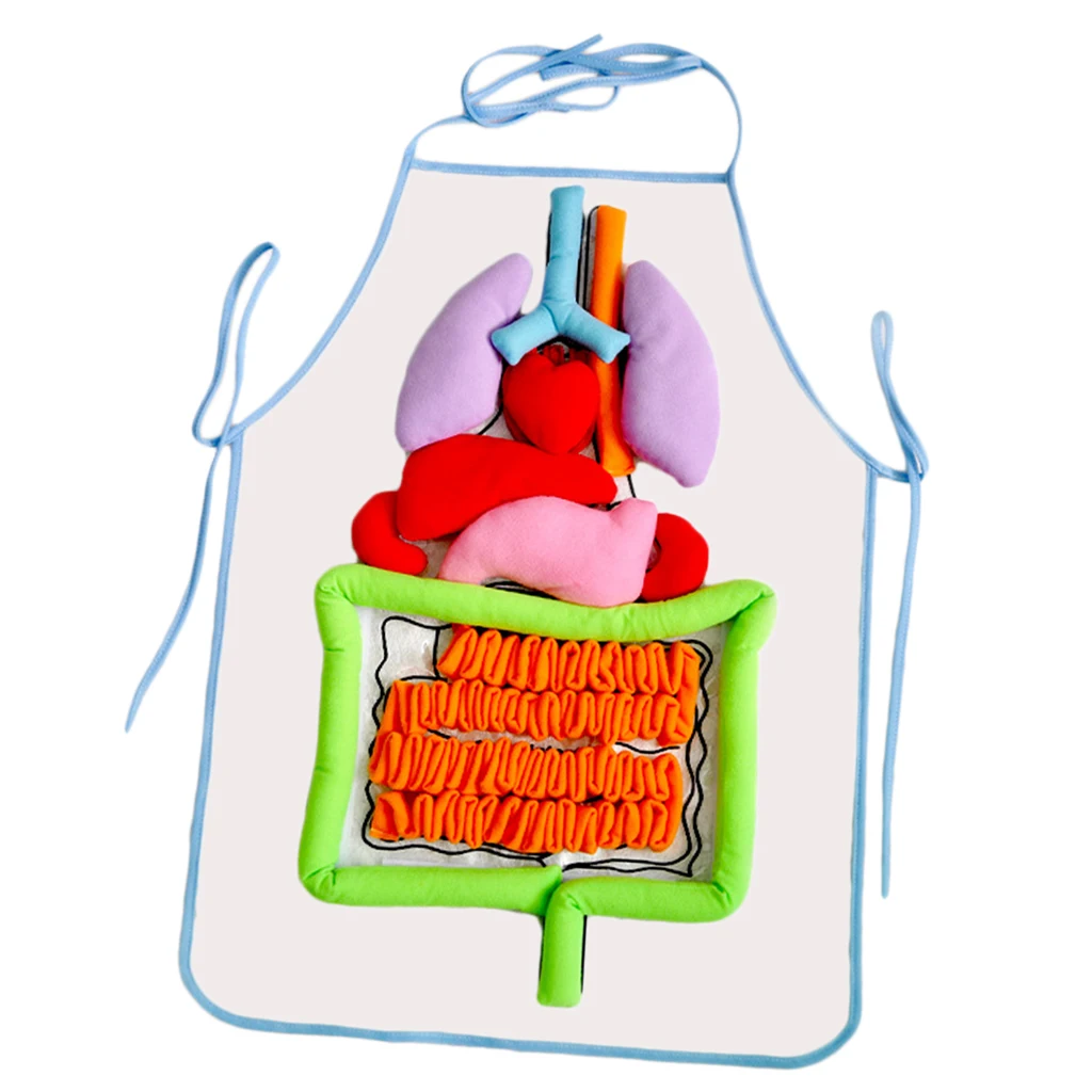 Kids Educational Body Apron Toy Children  Human Organs Awareness Toys Transparent Apron Science Learning Toys 