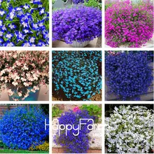 Натуральных материалов! 100 шт./лот Lobelia завод, бонсай цветок Флорес, Creeper, наземное покрытие хлорофитум садовый ландшафтный дизайн