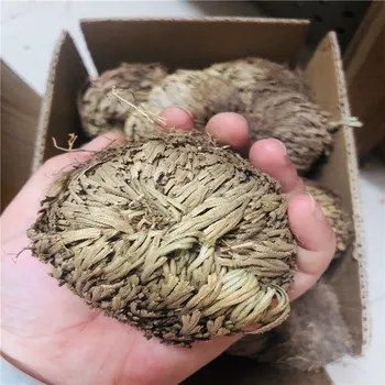 

1PC Large Dried flower Magic Resurrection Plant Rose of Jericho Dinosaur Plant Air Fern Selaginella Moss Dry plants