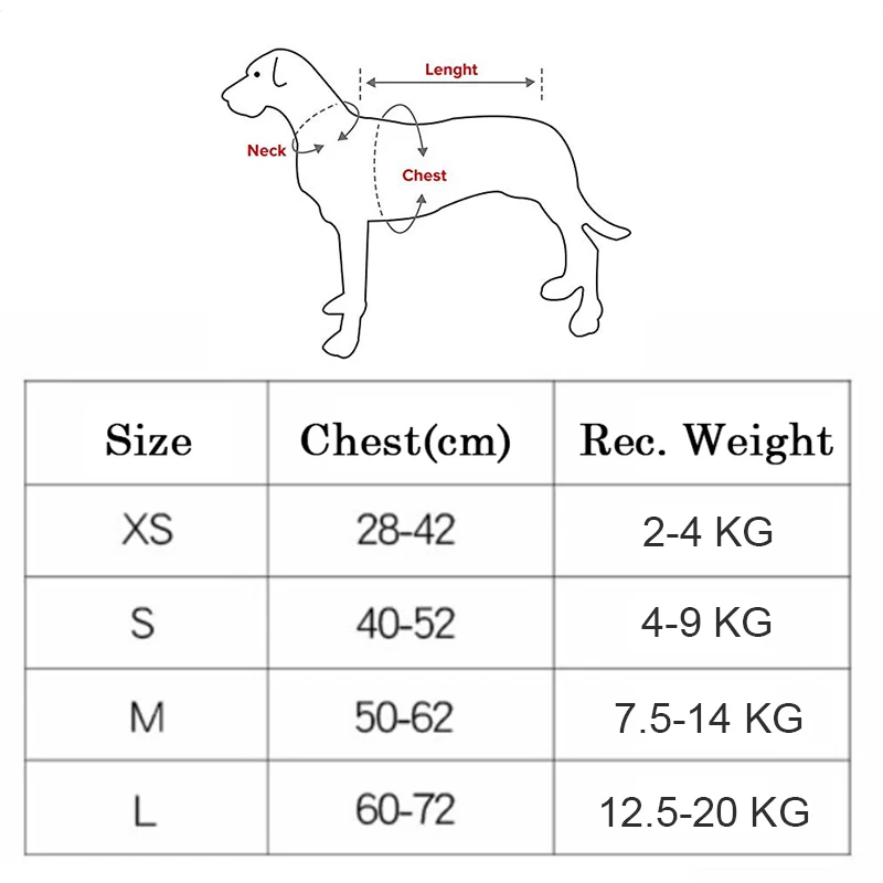 do cão pequeno, trela e coleira para