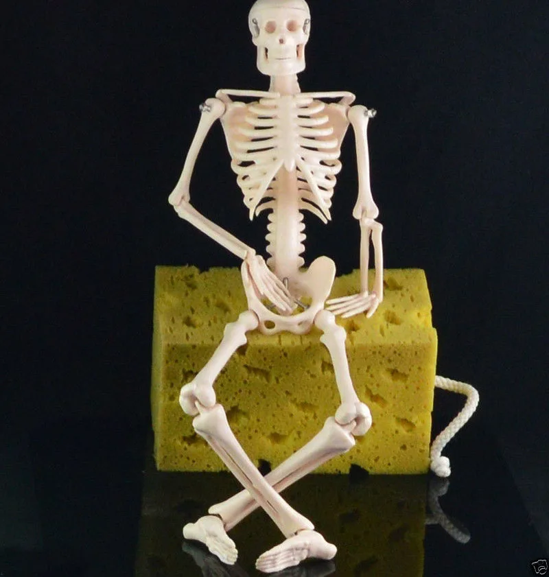 45CM Human anatomical anatomy skeleton medical teaching model stand fexible ZP 