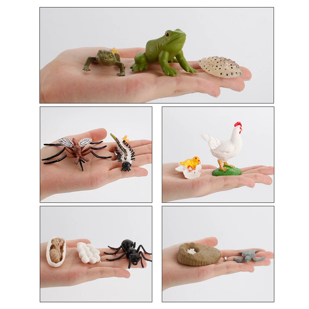 Early Kids Toddlers Simulation Animals Growth Cycle Toy Pretend Play Animal Growth Cycle Teaching Aids Early Educational Toy