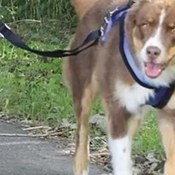 

Hands Free Shock Absorption Dog Leash Comfortable Reflective Stitching Supplies A69E