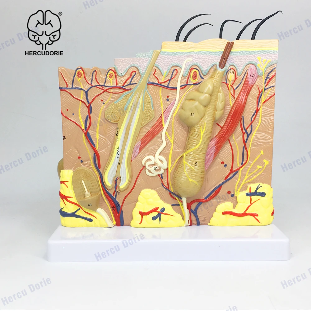 

Skin Model, 50X Enlarged Anatomical Model Anatomy for Science Classroom Study Display Teaching Medical Model