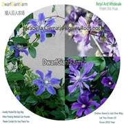 NGRYISE 8 шт. набор clematis корень - Цвет: 5