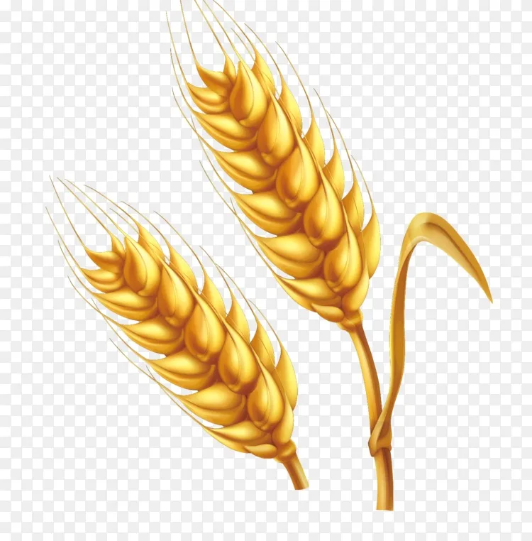 小麦卡通插图 卡通农场金色小麦载体pngpng图片素材免费下载 图片编号 Png素材网