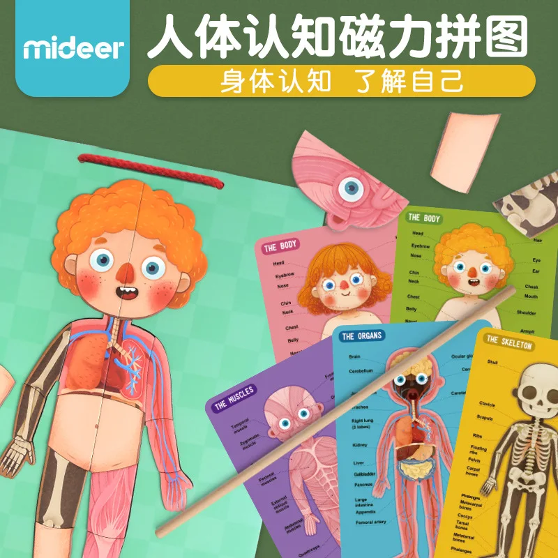 

MiDeer Mi Deer Children Human Cognitive Hanging Plate Magnetic Puzzle Chinese Translation Learning Jigsaw Puzzle Scientific And