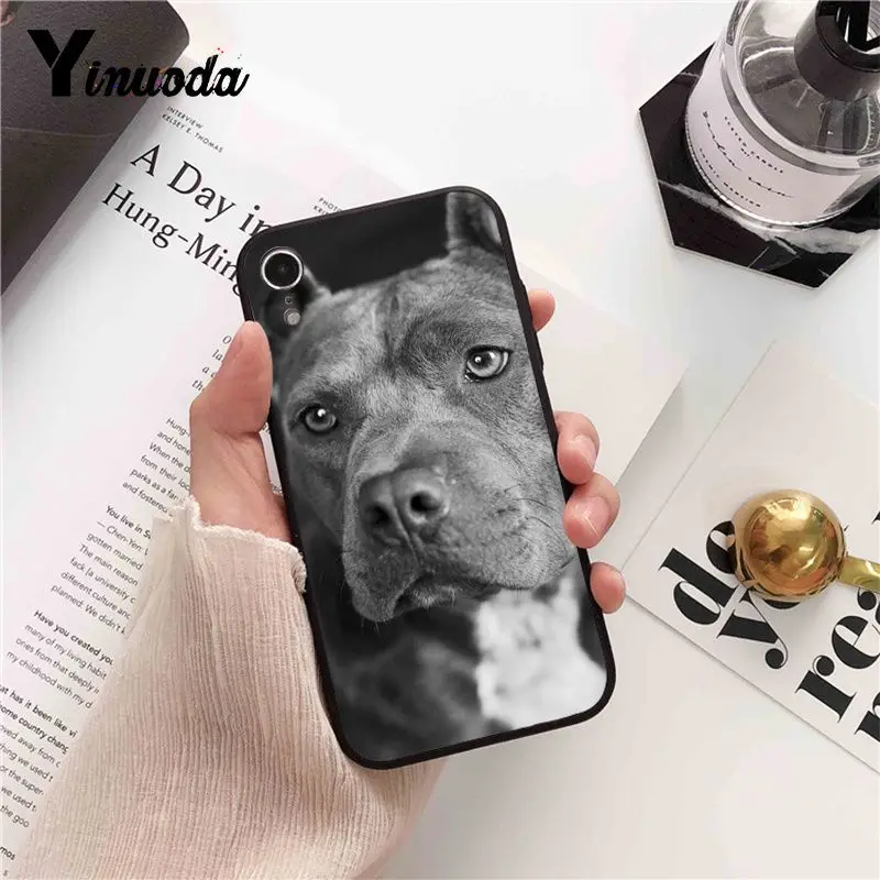 Pit Bull Lovely Pet Dog Pitbull