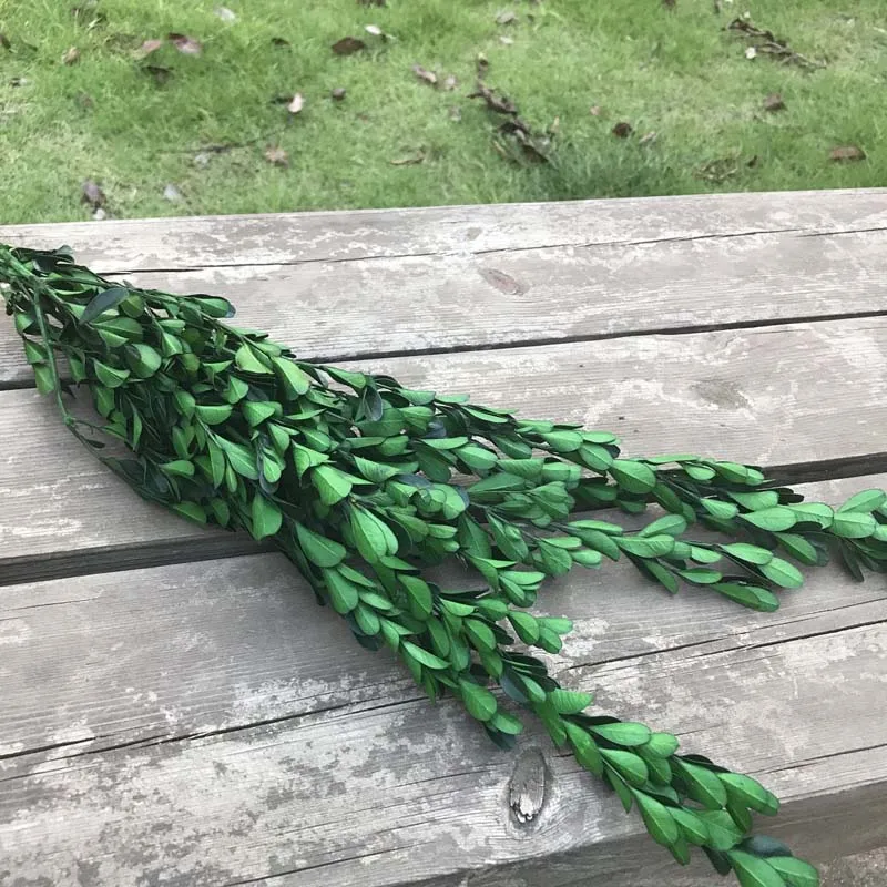 50 г настоящие засушенные консервированные Buxus Sinica вечные сережки-гвоздики с листочками, сушеные натуральные свежие вечные коробчатые цветы ветви для домашнего декора