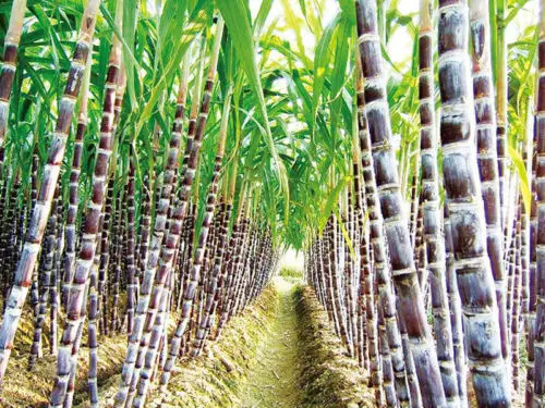 100 шт свежий настоящий сахарный тростник OoHealth вкусные овощи фрукты сахарный тростник(Gan-zhe