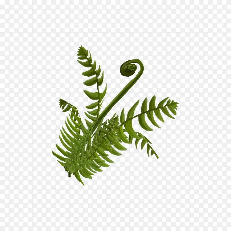 蕨类植物茎叶马尾蕨