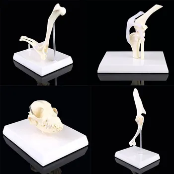 

Canine Dog Skull Model Anatomy Skeleton Veterinary Specimen Teaching Display